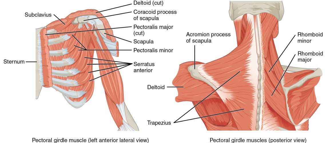 Anatomie épaule (2)